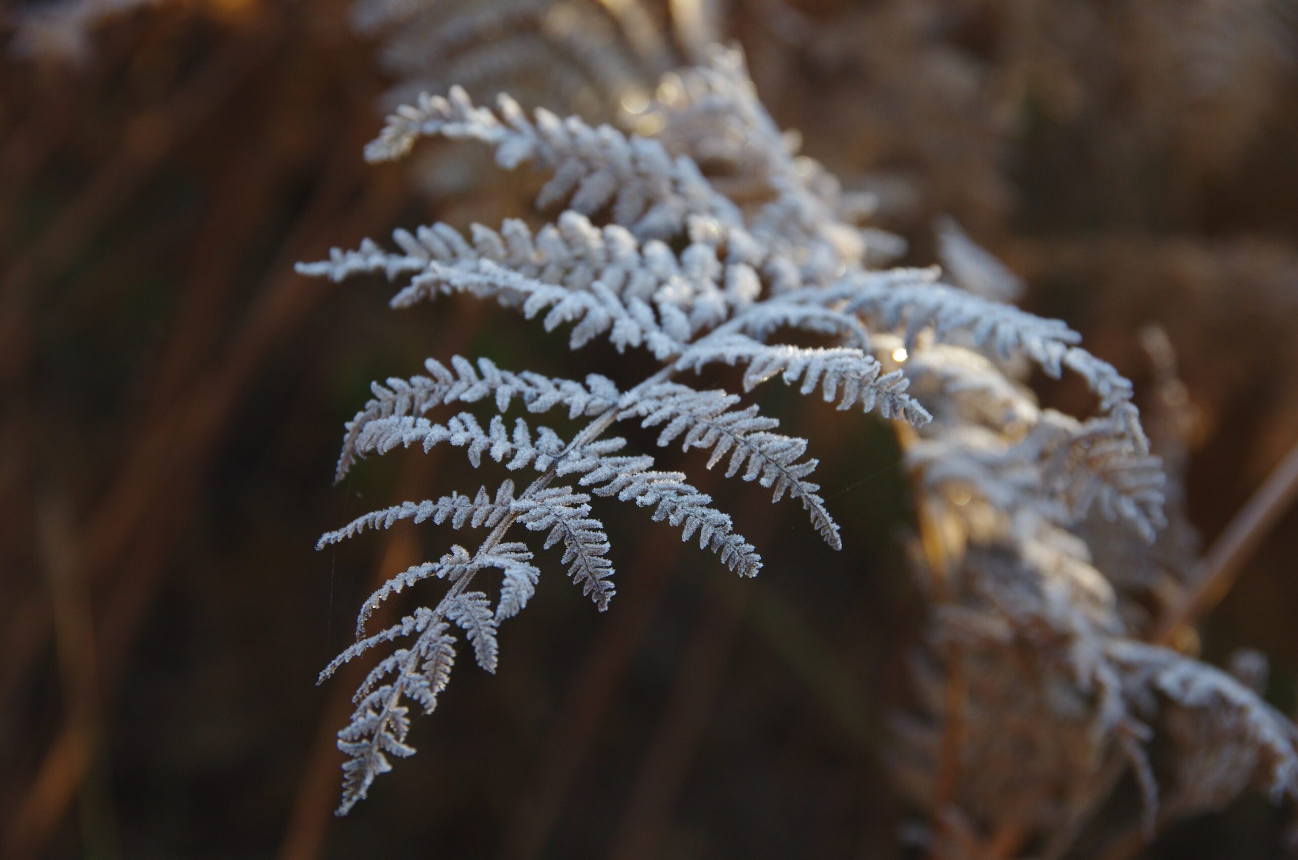 Read more about the article 2 Samuel 6:1-15